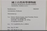 刺皮菌屬藏品圖，第2張
