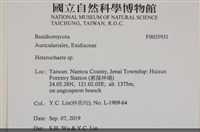 刺皮菌屬藏品圖，第2張