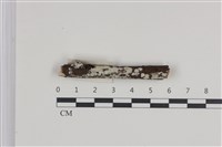 刺皮菌屬藏品圖，第1張