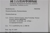 刺革菌屬藏品圖，第2張