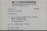刺皮菌屬藏品圖，第2張