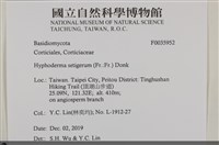 剛毛絲皮菌藏品圖，第2張