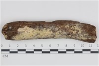 剛毛絲皮菌藏品圖，第1張