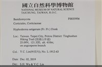 剛毛絲皮菌藏品圖，第2張