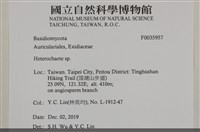 刺皮菌屬藏品圖，第2張