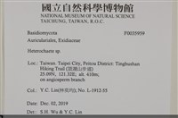 刺皮菌屬藏品圖，第2張