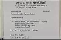 刺革菌屬藏品圖，第2張