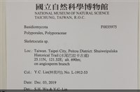 骨皮菌屬藏品圖，第2張