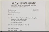 韌革菌屬藏品圖，第2張