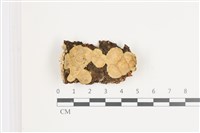 韌革菌屬藏品圖，第1張