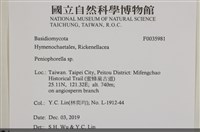 擬筍殼菌屬藏品圖，第2張
