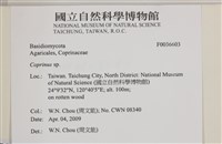 煙管菌藏品圖，第2張