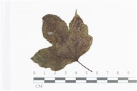 登錄號:F0036015藏品圖，第1張
