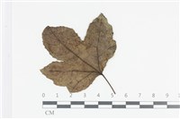 登錄號:F0036015藏品圖，第3張