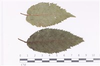 登錄號:F0036016藏品圖，第1張