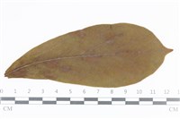 登錄號:F0036017藏品圖，第1張