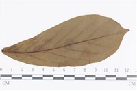 登錄號:F0036017藏品圖，第3張