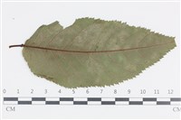 登錄號:F0036018藏品圖，第1張