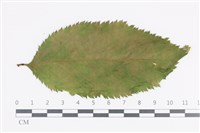 登錄號:F0036019藏品圖，第1張
