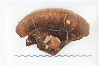 登錄號:F0036023藏品圖，第1張