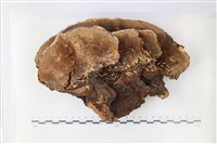 登錄號:F0036023藏品圖，第3張