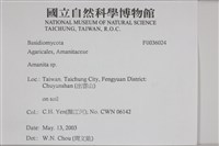 鵝膏屬藏品圖，第2張