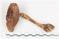 鵝膏屬藏品圖，第1張