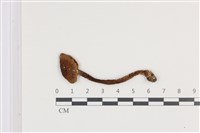 登錄號:F0036026藏品圖，第1張