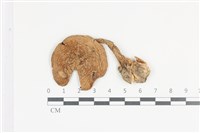 登錄號:F0036027藏品圖，第1張