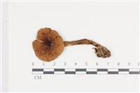 登錄號:F0036032藏品圖，第1張