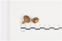 登錄號:F0036035藏品圖，第1張