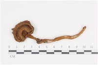 登錄號:F0036036藏品圖，第1張