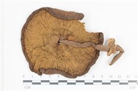 登錄號:F0036037藏品圖，第3張