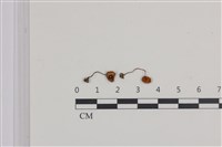 登錄號:F0036038藏品圖，第1張