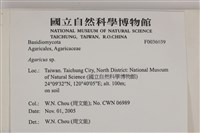 傘菌屬藏品圖，第2張