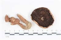 傘菌屬藏品圖，第1張