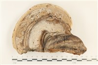 登錄號:F0036040藏品圖，第1張