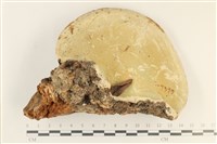 登錄號:F0036040藏品圖，第3張