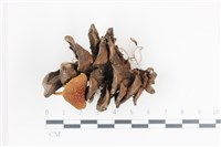 登錄號:F0036041藏品圖，第1張