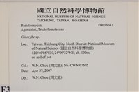 杯傘屬藏品圖，第2張