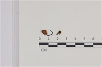 杯傘屬藏品圖，第1張