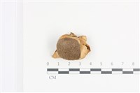 登錄號:F0036043藏品圖，第1張