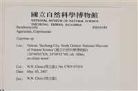 鬼傘屬藏品圖，第2張