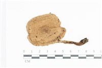登錄號:F0036046藏品圖，第1張