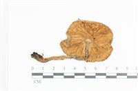 登錄號:F0036046藏品圖，第3張