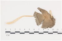 登錄號:F0036057藏品圖，第1張