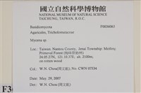 小菇屬藏品圖，第2張