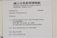 小菇屬藏品圖，第2張