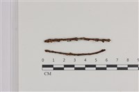 小菇屬藏品圖，第1張