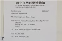 高大環柄菇藏品圖，第2張